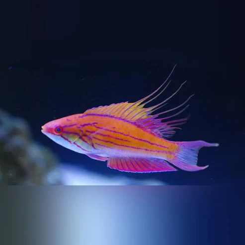 Blue-Flasher-Wrasse.webp Blue Flasher Wrasse