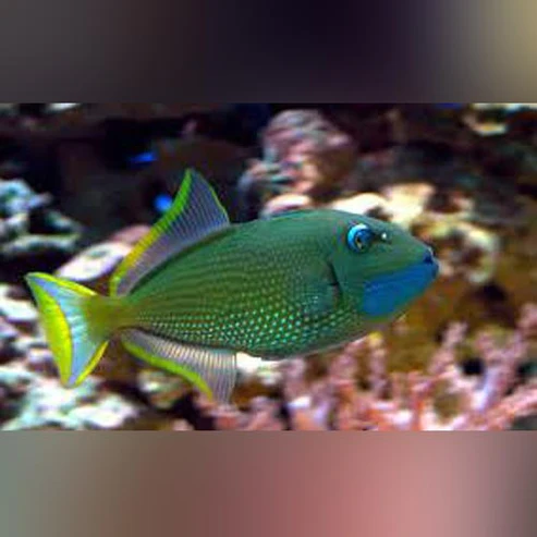 Blue-Jaw-Triggerfish.webp Blue Jaw Triggerfish (Male)