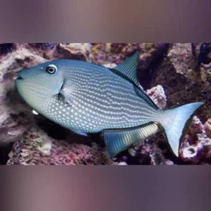 Blue Jaw Triggerfish (female)