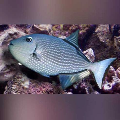 Blue-Jaw-Triggerfish_ff237c15-f6e1-471e-b113-409501322dbc.webp Blue Jaw Triggerfish (female)
