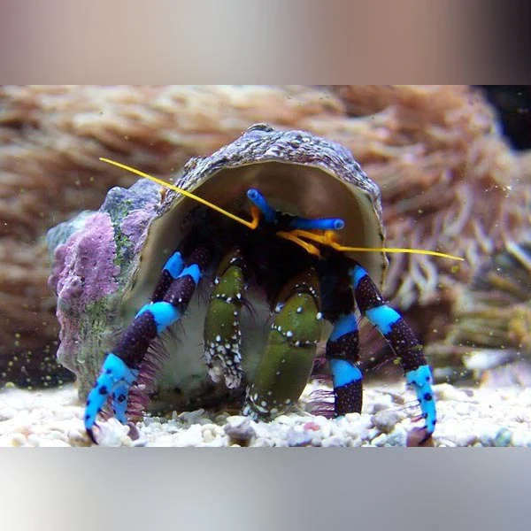 Blue-Leg-Hermit.webp Blue Knuckle Hermit crab