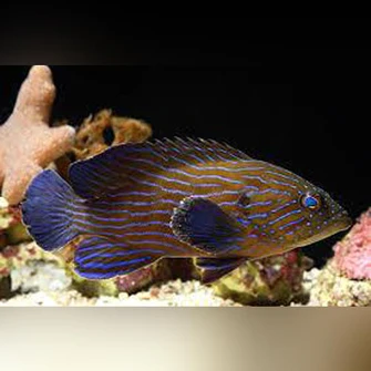 Blue-Line-Grouper_335x335.webp Blue Line Grouper