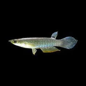 Blue-Panchax.webp Blue Wonder Killifish
