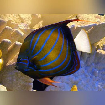 Blue-Ring-Angelfish_335x335.webp Blue Ring Angelfish