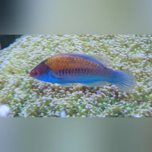 Blue-Sided-Wrasse.webp Blue Sided Fairy Wrasse