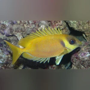 Blue Spotted Rabbitfish