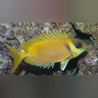 Blue-Spotted-Rabbitfish_335x335.webp Blue Spotted Rabbitfish