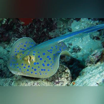 Blue-Spotted-Stingray_425x425.webp Blue Spotted Stingray