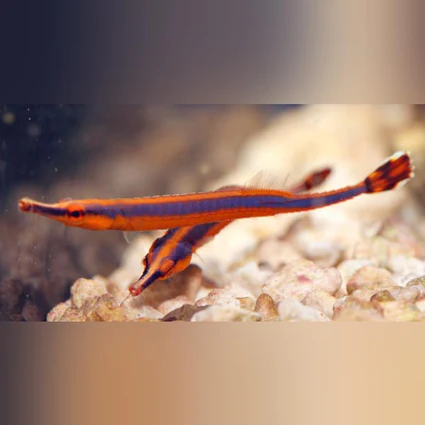 Blue-Stripe-Pipefish_425x425.webp Bluestripe Piptefish