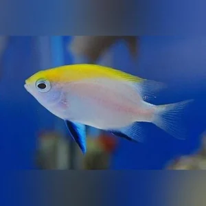 Bluefin Damselfish