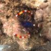 Blue_gold_bandad_coral_shrimp.jpg Blue Banded Coral Shrimp