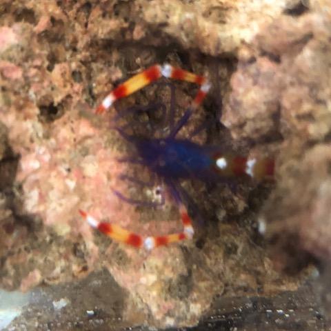Blue_gold_bandad_coral_shrimp.jpg Blue Banded Coral Shrimp