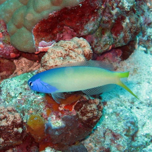 Bluehead_tilefish.webp Blueface Tile Goby