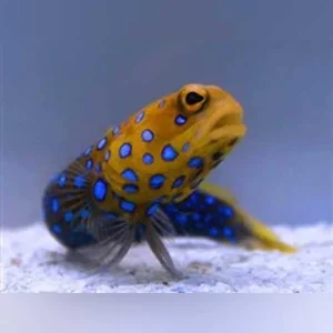 Bluespot-Jawfish-Goby.webp Blue-spotted Jawfish