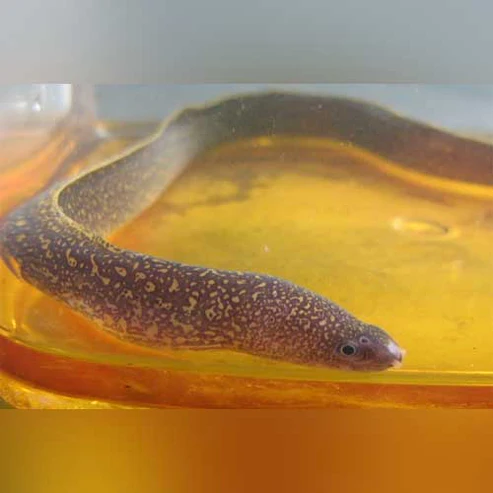 Brackish-Snowflake-Moray-Eel.webp Brackish Snowflake Moray Eel