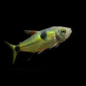 Buck-Tooth-Tetra.webp Exodonus Tetra