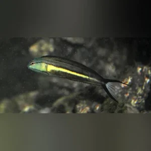 Bundoon Blenny