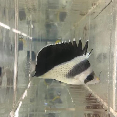 Burgess_butterfly.webp Burgess' Butterflyfish