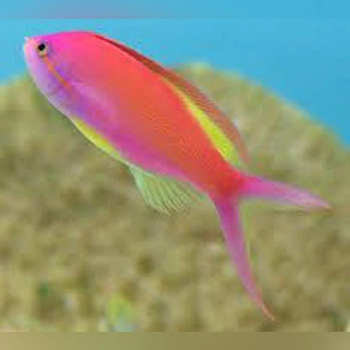 Carberri-Anthias.webp Carberri Anthias