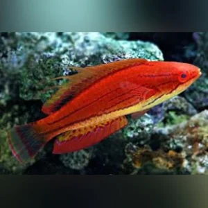 Carpenters-Fairy-Wrasse-1.webp Carpenter's Fairy Wrasse