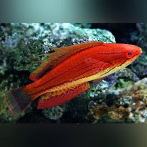 Carpenters-Fairy-Wrasse-1.webp Carpenter's Fairy Wrasse