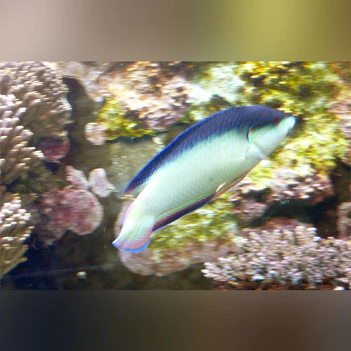 China-Wrasse.webp China Wrasse