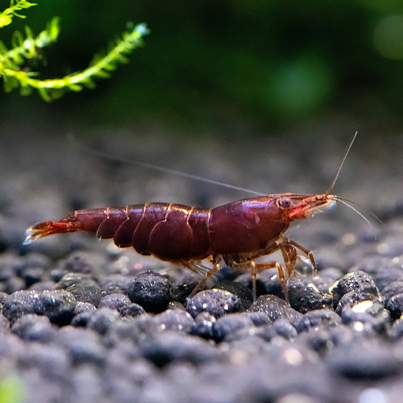Chocolate Cherry Shrimp Group Chocolate Cherry Shrimp Group