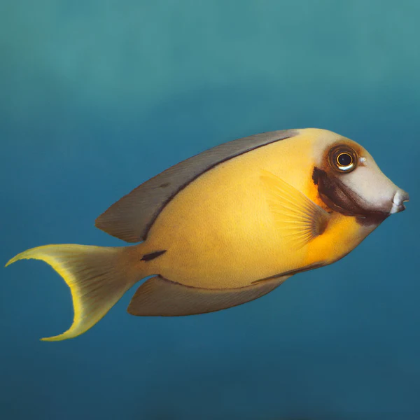 Chocolate_Tang.webp Chocolate Tang