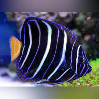 Chrysurus-Angelfish_335x335.webp Chrysurus Angelfish