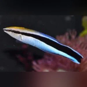 Cleaner-Wrasse.webp Cleaner Wrasse