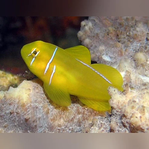 Clown-Citron-Goby.webp Clown Citron Goby
