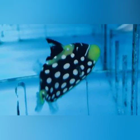 Clown-Trigger-Fish.webp Clown Triggerfish