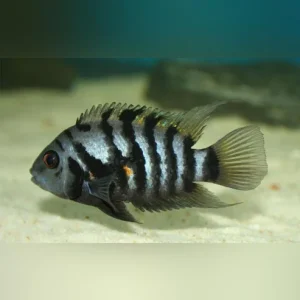 Convict-Cichlid.webp Black Convict Cichlid
