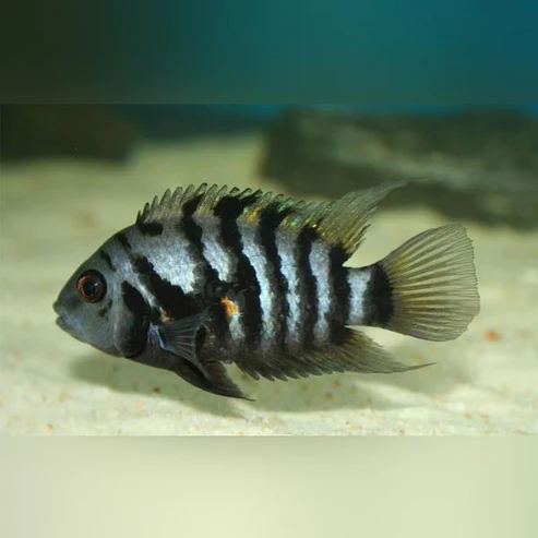 Convict-Cichlid.webp Black Convict Cichlid