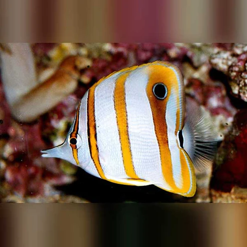 Copperband-Butterfly-Fish.webp Copperband Butterflyfish