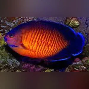 Coral-Beauty-Angelfish_335x335.webp Coral Beauty Angelfish
