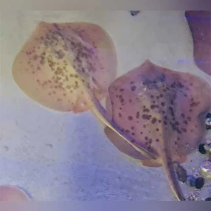 Cortez-Stingray_425x425.webp Cortex Stingray