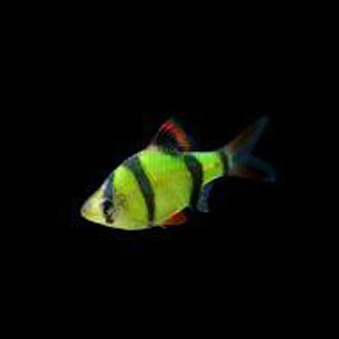 Cosmic-Green-Glo-Barb.webp Electric Green Glofish Barb