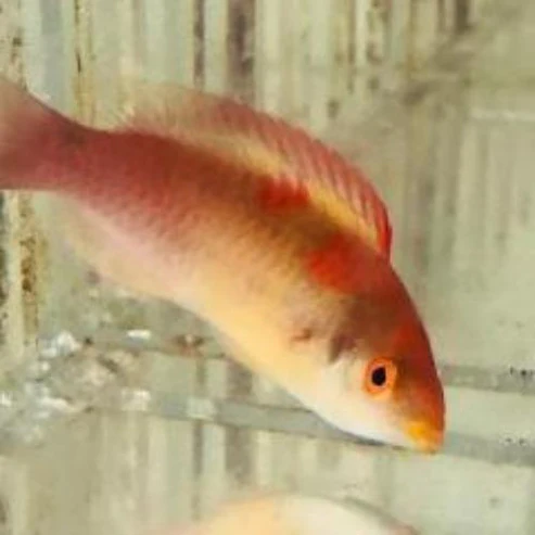 DEBELLUS_WRASSE.webp Debelius Wrasse