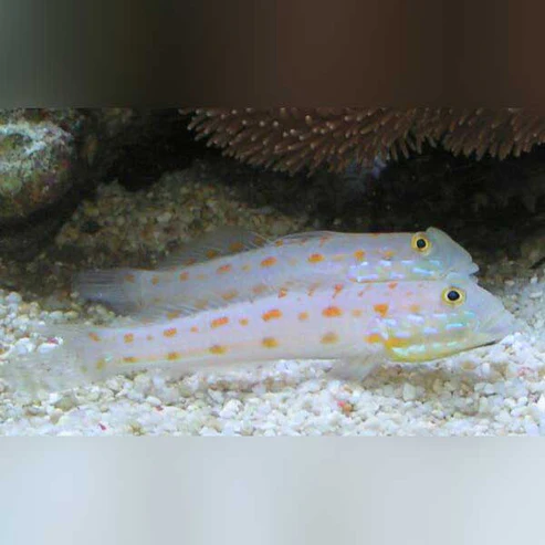 Diamond-Watchman-Goby.webp Diamond Watchman Goby