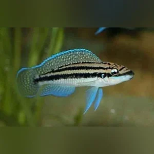 Dickfeldi_433x433-1.webp Julidochromis Dickfeldi Cichlid