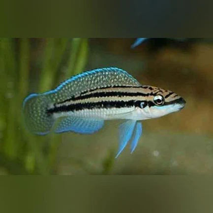 Dickfeldi_433x433-1.webp Julidochromis Dickfeldi Cichlid
