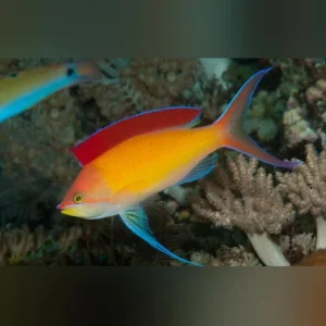 Evansi Anthias