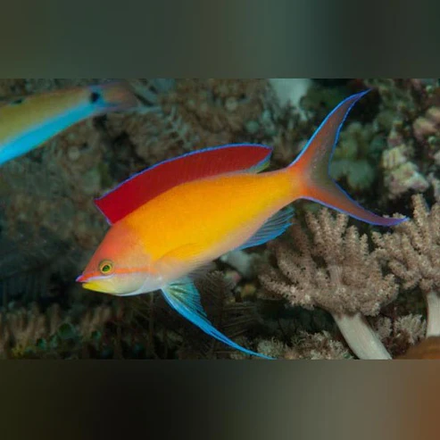 Dispar-Anthias.webp Dispar Anthias