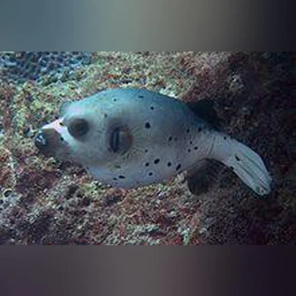 Dogface-Puffer_425x425.webp Dogface Puffer