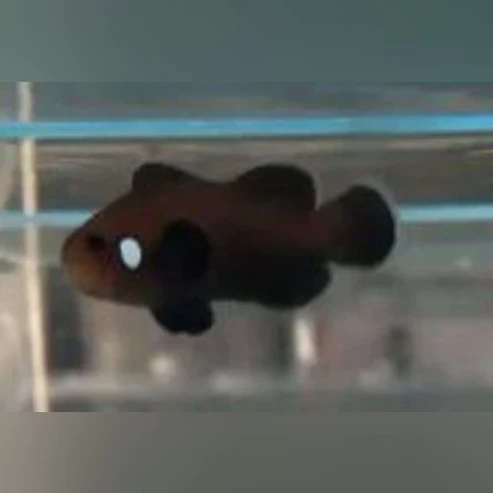 Domino-Clownfish.webp Domino Clownfish