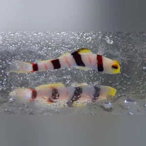 Dracula Goby