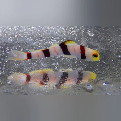 Dracula-Goby.webp Dracula Goby