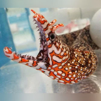 Dragon-Eel_335x335.webp Japanese Dragon Eel