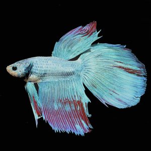 Dragonscale Betta, Male